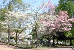 dogwood9