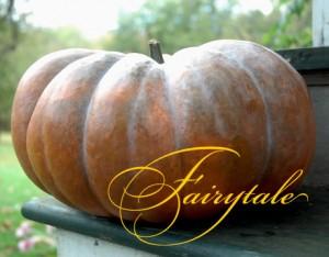 fairytale-squash-lg fairytale-squash-lg