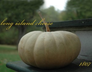 long-island-cheese-squash-lg long-island-cheese-squash-lg
