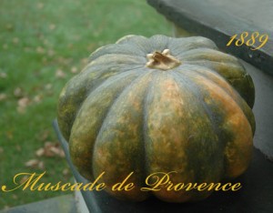provence-squash-lg provence-squash-lg