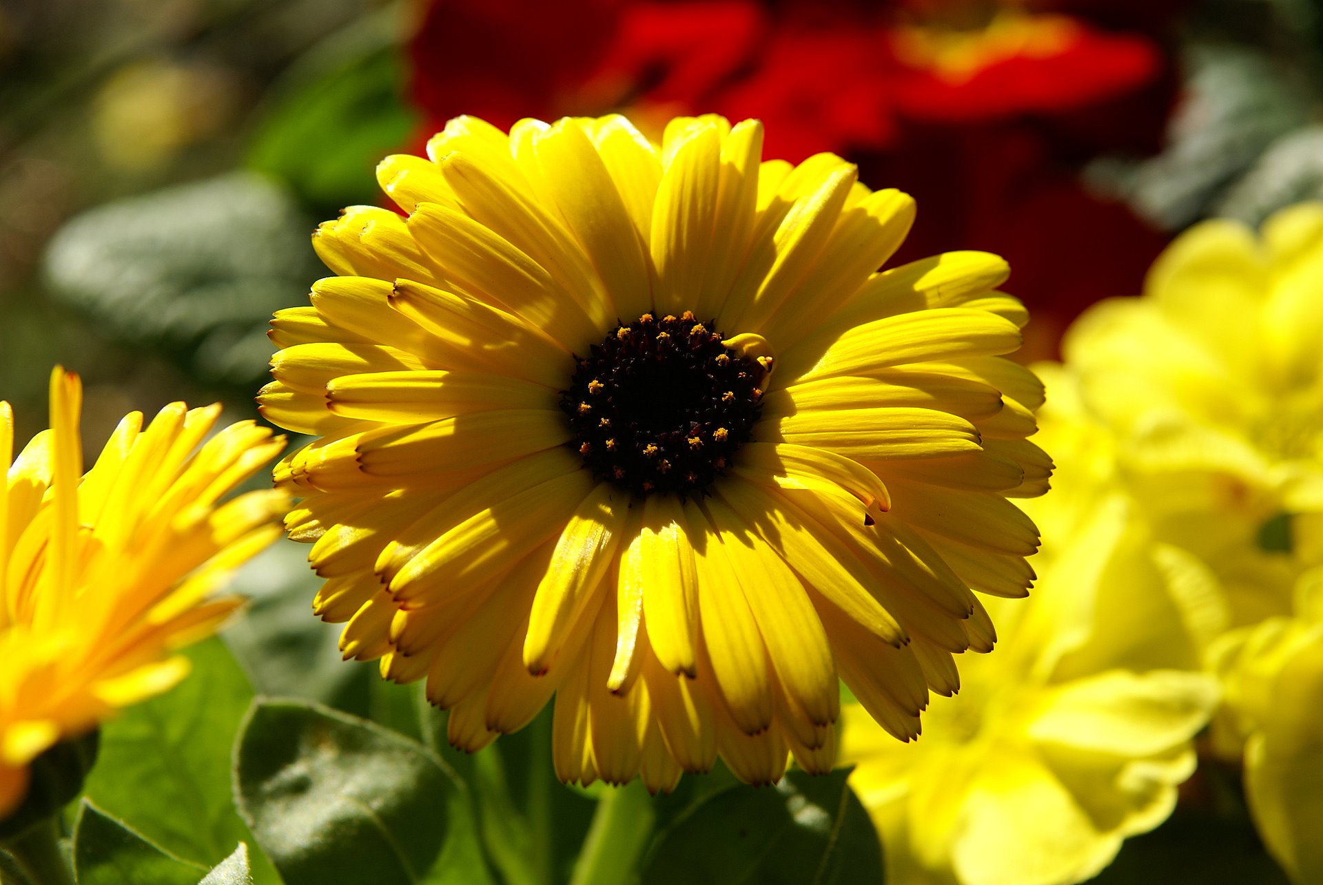 yellow-calendula-pot-marigold-dsc00224