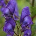 Supernatural Aconitum