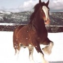 Don’t ride horses