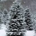 O Tannenbaum,Your branches green delight us.